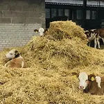 Weidelandfarm Am Riebener