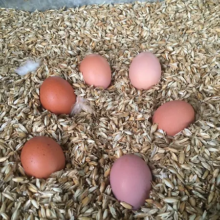شقة Weidelandfarm Am Riebener