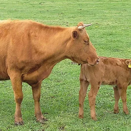 Weidelandfarm Am Riebener 아파트 비리츠