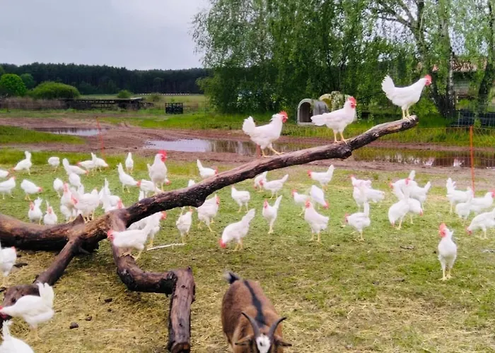 Weidelandfarm Am Riebener * ベーリッツ