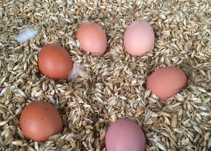 アパート Weidelandfarm Am Riebener